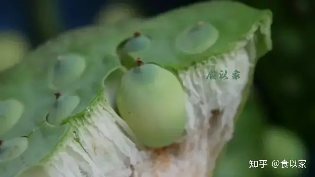 吃新鲜莲子，不要丢弃它，活血化瘀，女人最适合-吃新鲜莲子的好处与功效