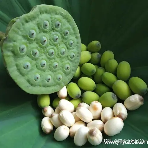 新鲜莲子的功效与作用有哪些？-新鲜莲子的十大功效与作用及禁忌