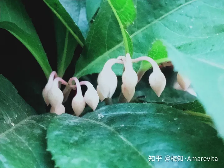 端午节：六月十四日，2021年，365日，一日七话题-6.14端午节放假