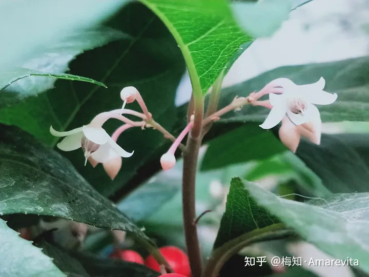 端午节：六月十四日，2021年，365日，一日七话题-6.14端午节放假