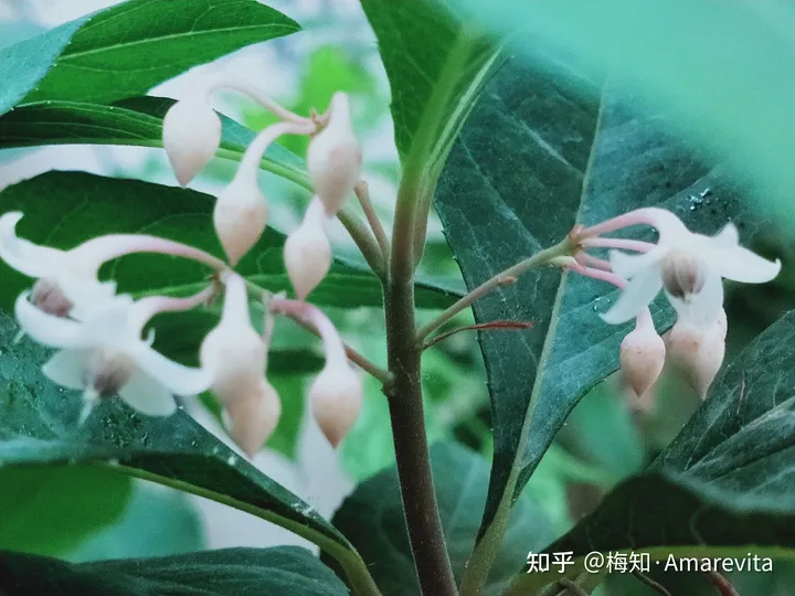 端午节：六月十四日，2021年，365日，一日七话题-6.14端午节放假