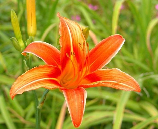 母亲节快乐！最美的祝福送给最美的你们~-母亲节祝福英语版