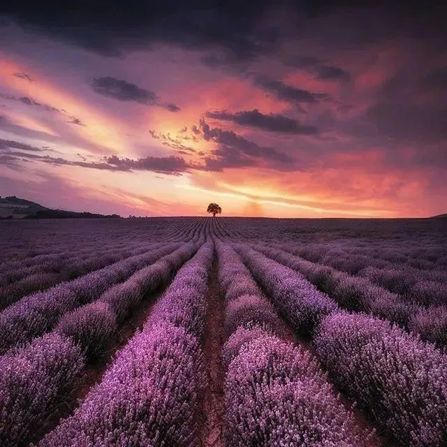 母亲节的简短祝福-15句-母亲节的简短祝福语