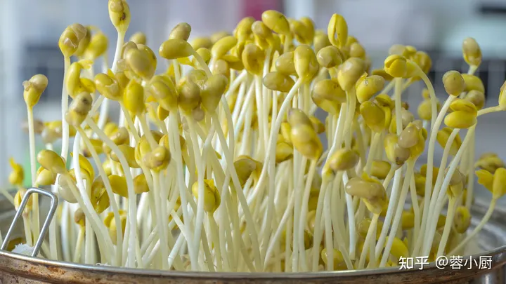 想吃豆芽不用买，教你在家自己做，做法简单靠谱，发芽快不腐烂（自己豆芽怎么发）