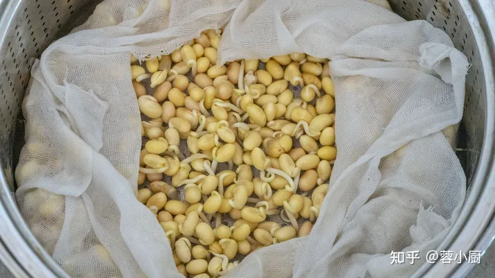 想吃豆芽不用买，教你在家自己做，做法简单靠谱，发芽快不腐烂（自己豆芽怎么发）
