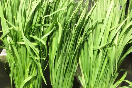 有甲状腺结节的人，不想结节快速增大，饮食上少吃“两绿一黄”-甲状腺结节注意饮食,能让它消失还是不长大?