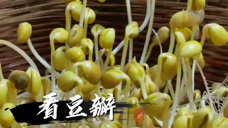 怎样才能买到健康好豆芽？菜农：教你3个方法，远离“毒”豆芽（如何买豆芽）
