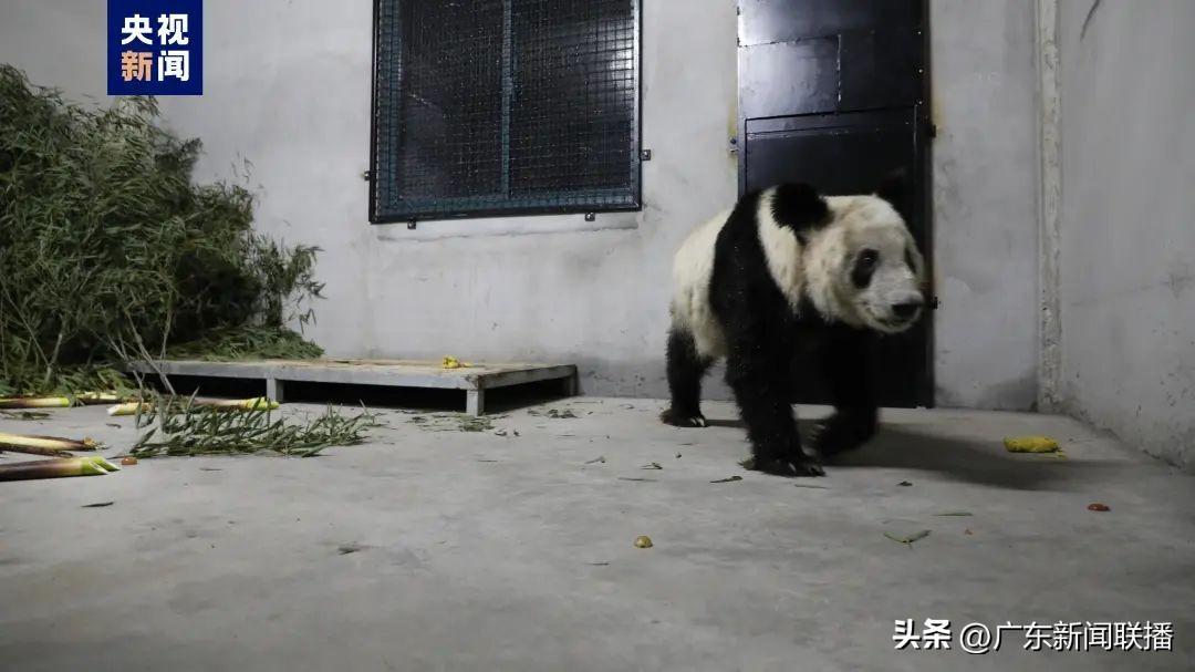 “丫丫”回国后首次露面！何时能与大家见面？-丫丫为什么送去美国