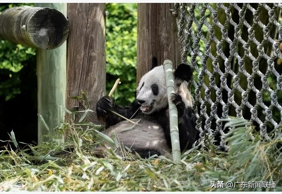 “丫丫”回国后首次露面！何时能与大家见面？-丫丫为什么送去美国