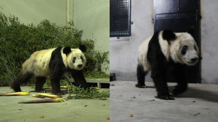 “丫丫”回国后首次露面：身边都是新鲜的笋尖，专家24小时陪护-丫丫thea