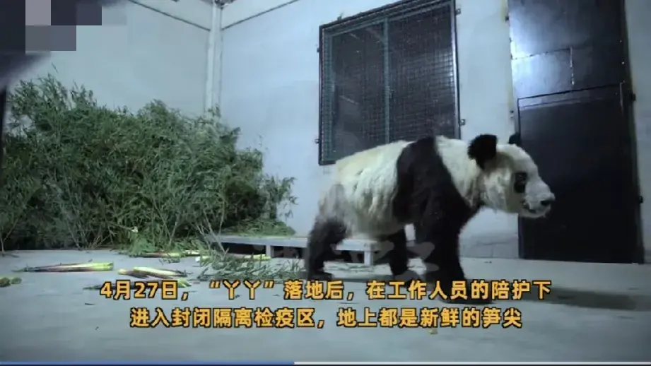 “丫丫”回国后首次露面：身边都是新鲜的笋尖，专家24小时陪护-丫丫thea