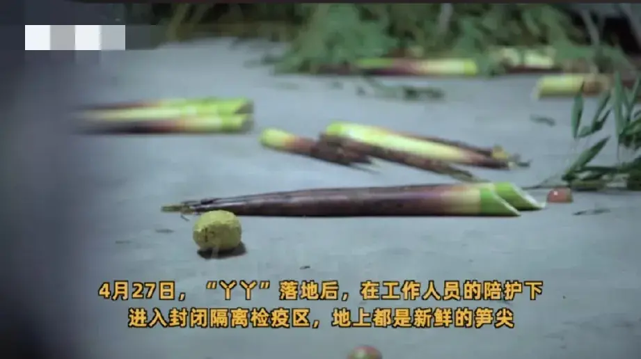 “丫丫”回国后首次露面：身边都是新鲜的笋尖，专家24小时陪护-丫丫thea