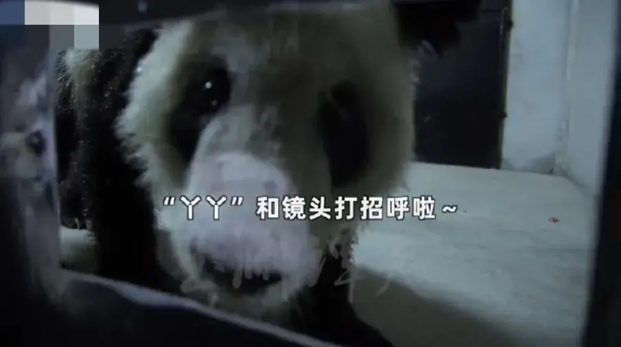 “丫丫”回国后首次露面：身边都是新鲜的笋尖，专家24小时陪护-丫丫thea