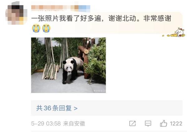“丫丫”平安回到北京动物园，最新画面来了！网友：眼睛亮了，也胖啦~-丫丫平安回到北京动物园视频