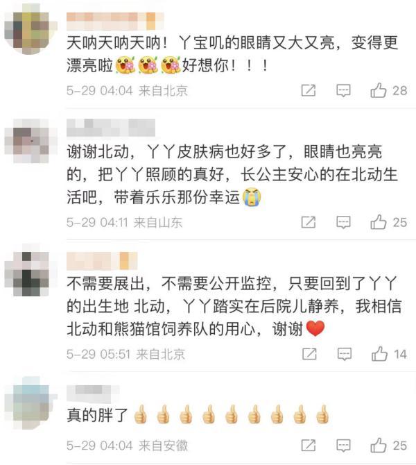 “丫丫”平安回到北京动物园，最新画面来了！网友：眼睛亮了，也胖啦~-丫丫平安回到北京动物园视频