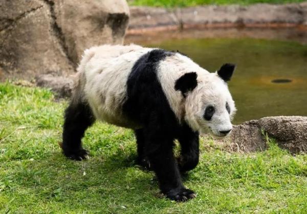 飞行近16小时，“丫丫”终于回家！饲养员全程监测她的状态，还准备了饼干-丫丫vlog