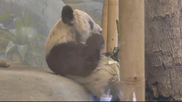 飞行近16小时，“丫丫”终于回家！饲养员全程监测她的状态，还准备了饼干-丫丫vlog