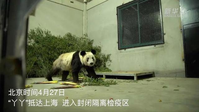 露脸了！“丫丫”顺利回国，下一步安排→-大熊猫乐乐和丫丫近况
