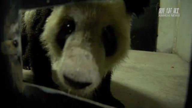 露脸了！“丫丫”顺利回国，下一步安排→-大熊猫乐乐和丫丫近况