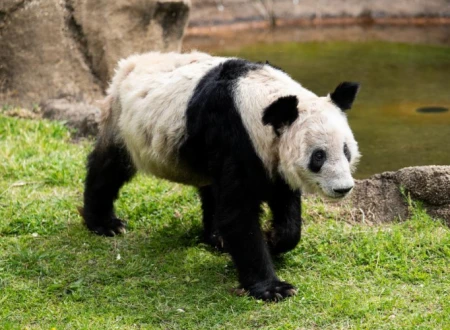 旅居美国20年大熊猫“丫丫”回来啦，网友：以后不要租借给美国！-大熊猫丫丫在美国的待遇,国际友人咋说