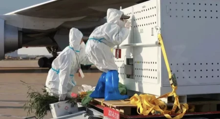 旅居美国20年大熊猫“丫丫”回来啦，网友：以后不要租借给美国！-大熊猫丫丫在美国的待遇,国际友人咋说