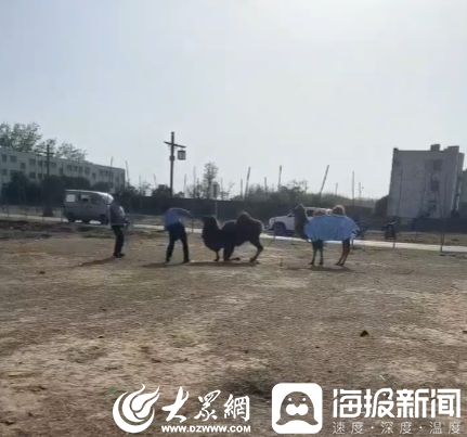 河南一景区内有骆驼被轮番棒打屈膝求饶？最新回应：非景区骆驼，也不在景区管辖范围（景区里的骆驼会不会太累）