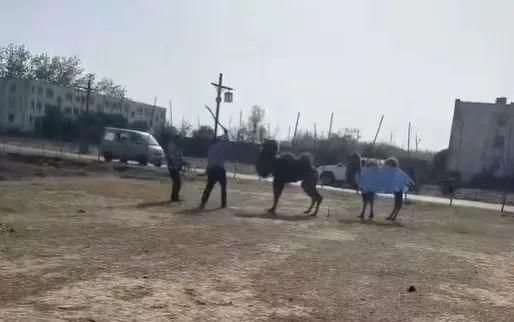 被打到跪地！网传商丘一景区工作人员轮番棒打骆驼，回应来了（商丘aaaaa景区）