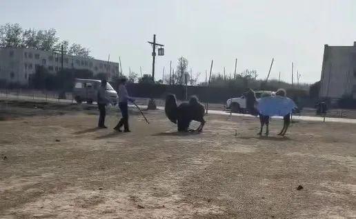 被打到跪地！网传商丘一景区工作人员轮番棒打骆驼，回应来了（商丘aaaaa景区）