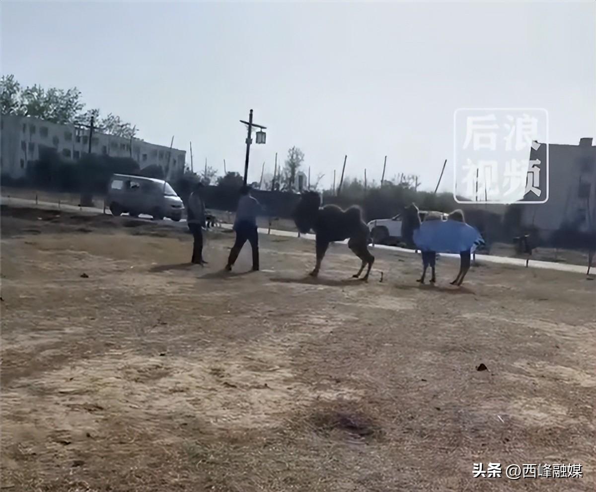 骆驼被轮番棒打屈膝求饶 景区回应：发生地非园区内、系私人饲养（骆驼被打）