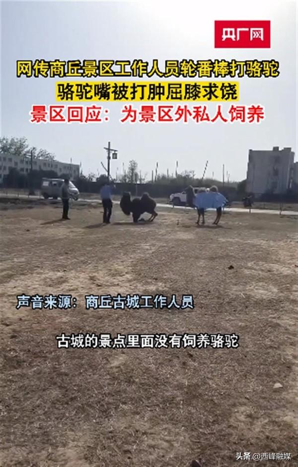 骆驼被轮番棒打屈膝求饶 景区回应：发生地非园区内、系私人饲养（骆驼被打）