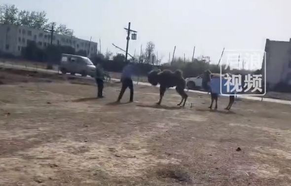 网传景区工作人员轮番殴打骆驼，致其嘴巴肿胀流血屈膝求饶，景区回应：非景区工作人员，骆驼为私人饲养（骆驼打架杀死对方）