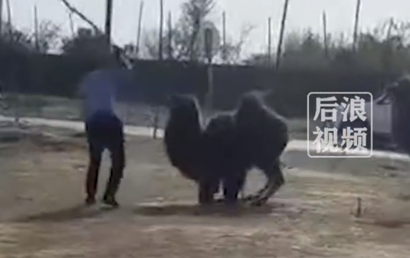 网传景区工作人员轮番殴打骆驼，致其嘴巴肿胀流血屈膝求饶，景区回应：非景区工作人员，骆驼为私人饲养（骆驼打架杀死对方）