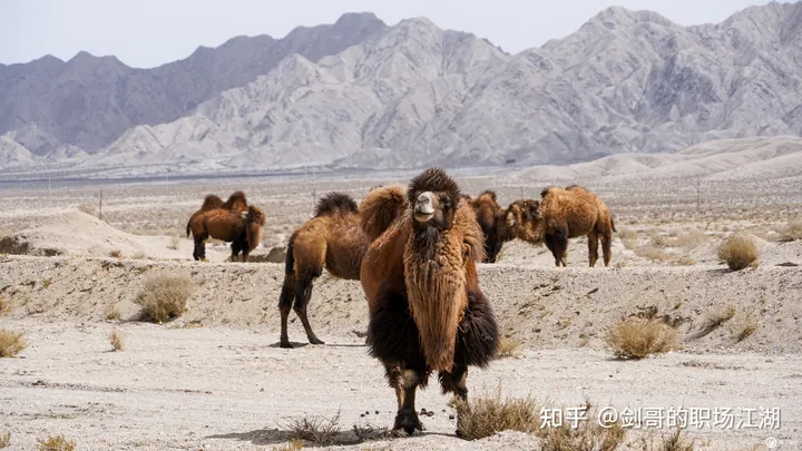 《引驼者说》（引航啥意思）