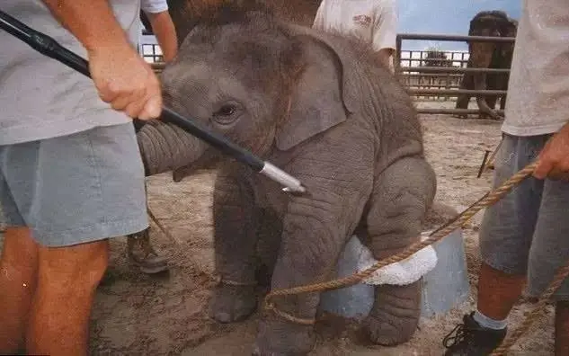 请善待它们，让它们死的痛快点（请善待它们用英语怎么说）