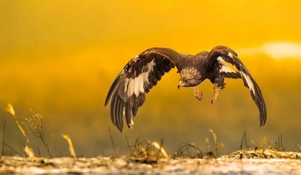 四川瓦屋山首次发现猛禽之王，是一级国保金雕，该称呼从何而来？（四川瓦屋山景区暂停开放）