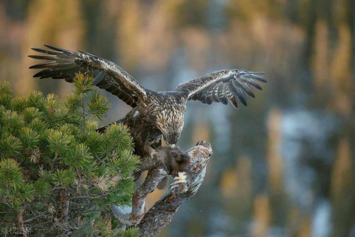 四川瓦屋山首次发现猛禽之王（四川瓦屋山国家森林公园实施条例）