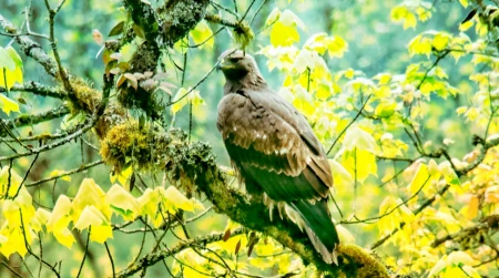 瓦屋山首次发现国家一级保护动物——金雕（瓦屋山上有什么动物）