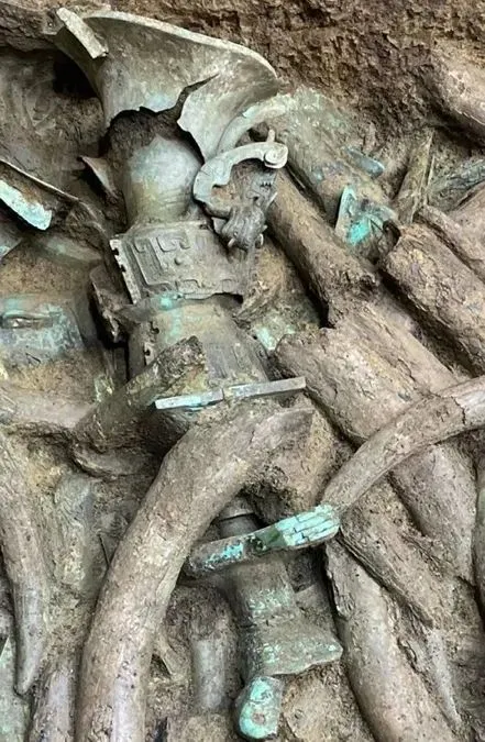 绝美！重大新发现，就在四川（四川发现了一种新物种）