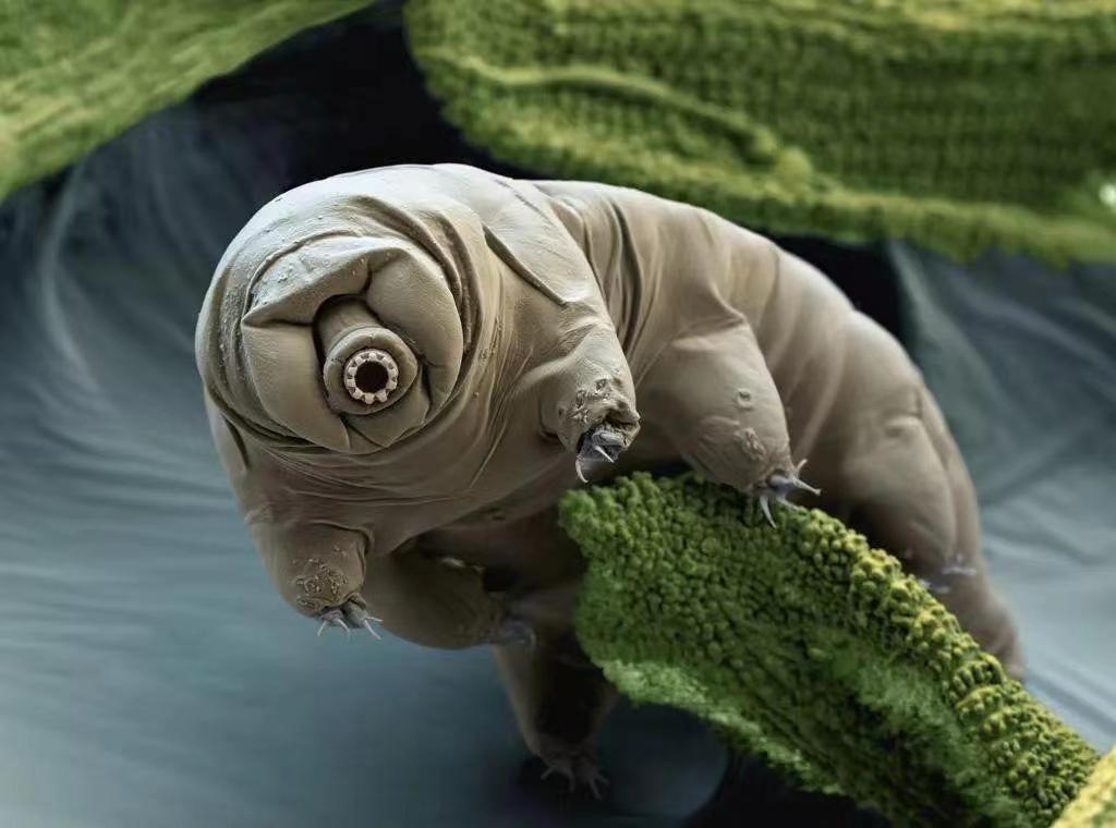 日本8336米深海发现怪鱼，一离水就“融化”，是核废水害的吗？（日本怪鱼视频）