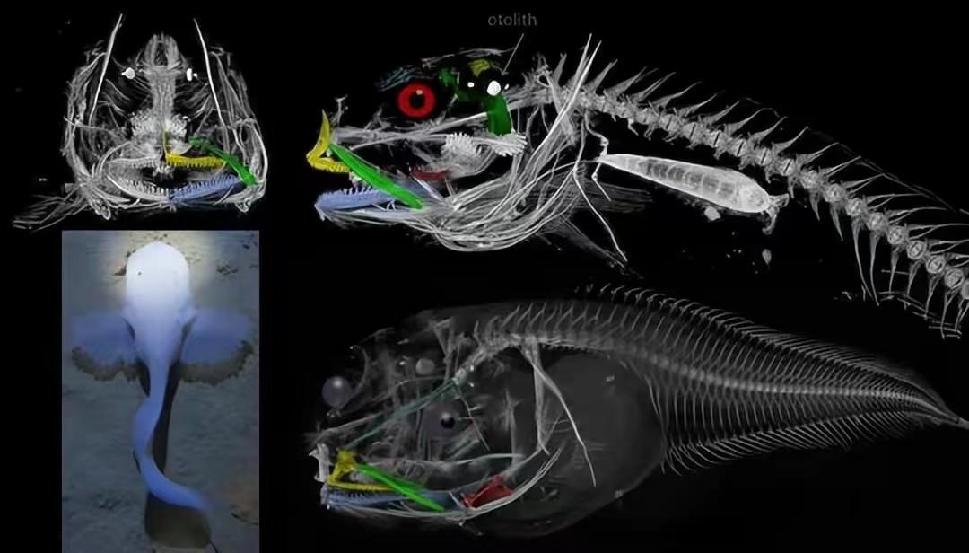 日本8336米深海发现怪鱼，一离水就“融化”，是核废水害的吗？（日本怪鱼视频）