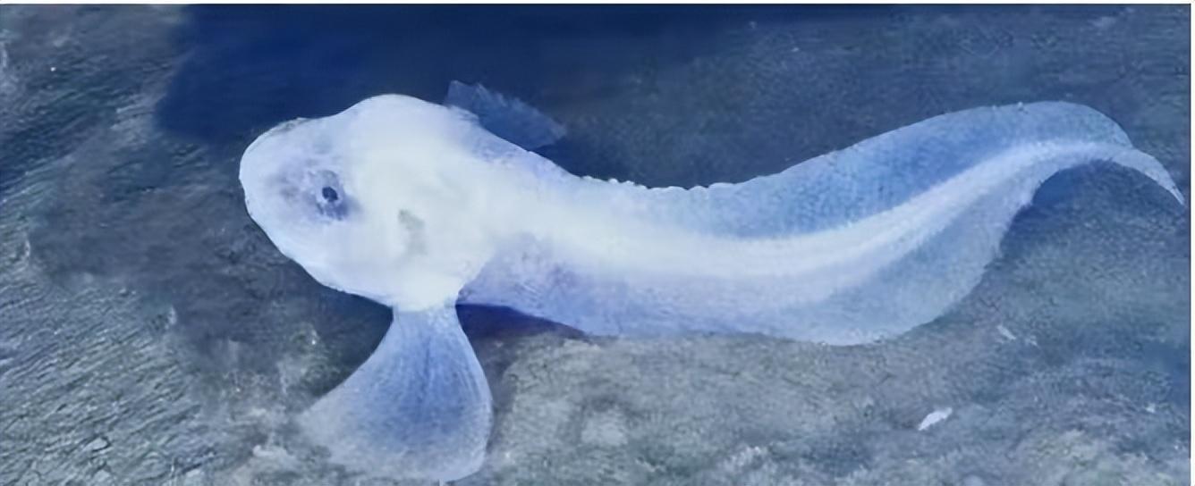 日本8336米深海发现怪鱼，一离水就“融化”，是核废水害的吗？（日本怪鱼视频）