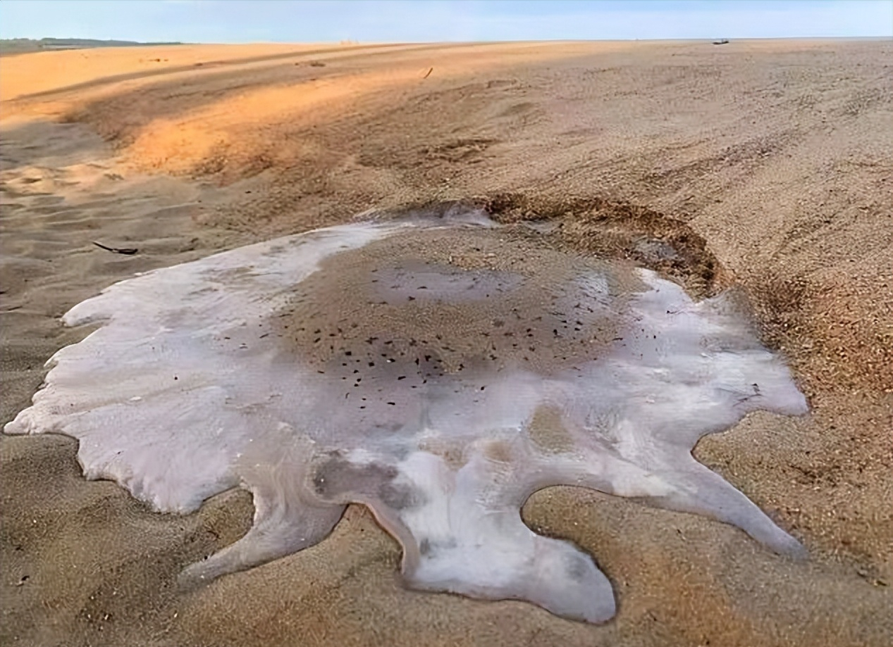 日本8336米深海发现怪鱼，一离水就“融化”，是核废水害的吗？（日本怪鱼视频）