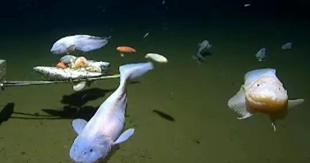 日本8336米深海发现怪鱼，一离水就“融化”，是核废水害的吗？（日本怪鱼视频）