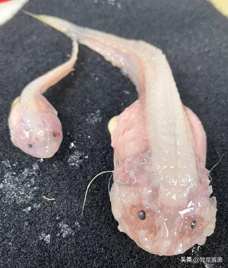 日本发现史上最深海怪鱼，8336米接近生存极限（日本海里的怪物）