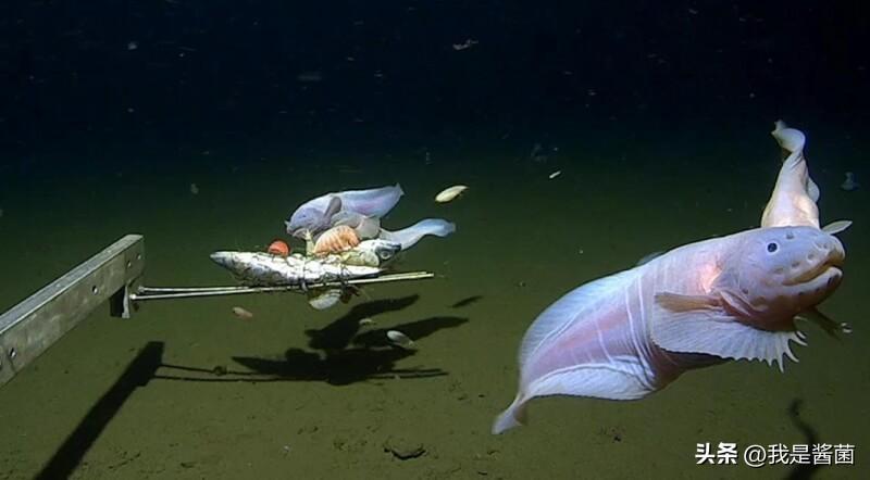 日本发现史上最深海怪鱼，8336米接近生存极限（日本海里的怪物）