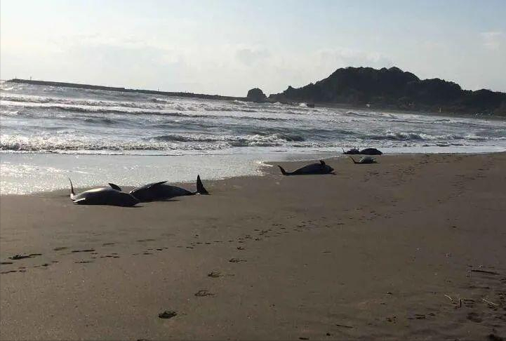 有毒吧！日本千叶沙滩32只海豚搁浅，5只死亡 暗示了什么？（日本海豚岛杀海豚）