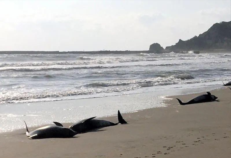 有毒吧！日本千叶沙滩32只海豚搁浅，5只死亡 暗示了什么？（日本海豚岛杀海豚）