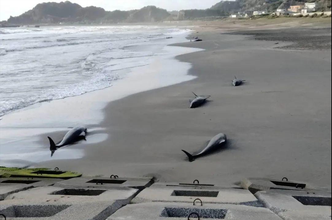 有毒吧！日本千叶沙滩32只海豚搁浅，5只死亡 暗示了什么？（日本海豚岛杀海豚）