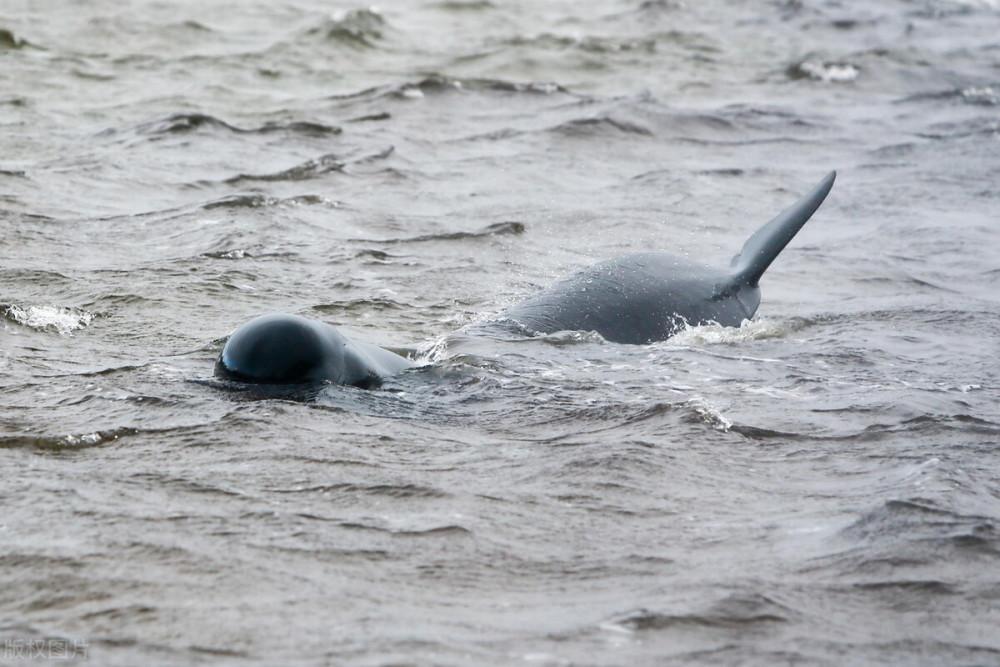 有毒吧！日本千叶沙滩32只海豚搁浅，5只死亡 暗示了什么？（日本海豚岛杀海豚）