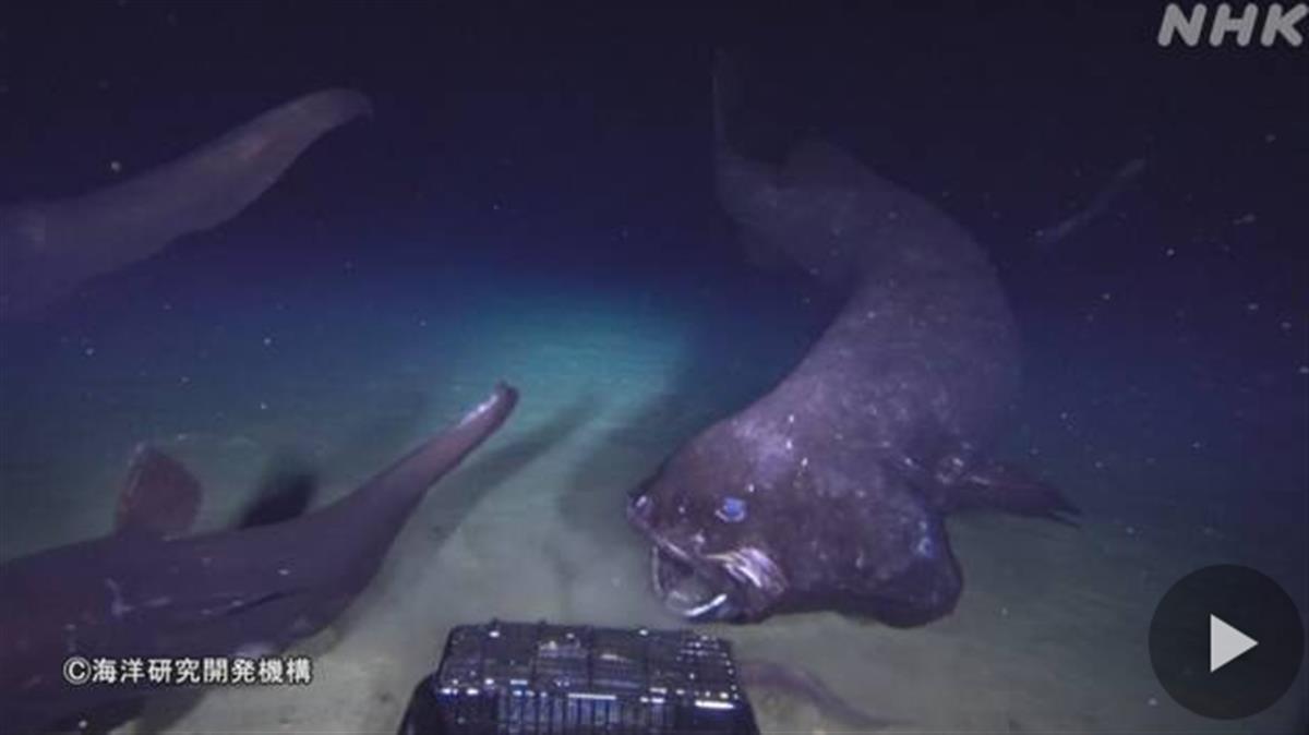 日本在深海发现新物种，体长超2米（日本海域发现奇怪生物是真的吗）